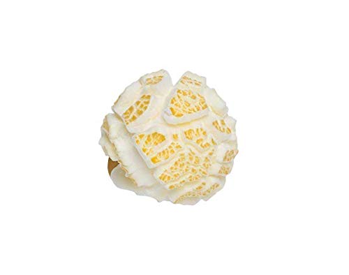 Popcorn Mais Mushroom 5 kg
