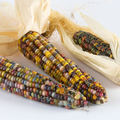 Corn plant growing kit